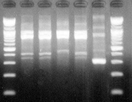 VIM-2 형 MBL 생성 Providencia rettgeri 401 4. RAPD에의한 DNA fingerprinting Genomic DNA fingerprinting은 random amplified polymorphic DNA (RAPD) 방법을이용하였으며시발체는기존문헌을 [19] 참고하여제작하였다 (1254: 5 -CCG CAG CCA A-3 ).