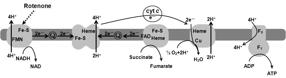304 김인선 김익수 Fig. 6. Insecticidal mode of action of rotenone 14). 이물질을함유한데리스뿌리즙액을이용하여물고기잡는데사용하기도했다. Rotenone의작용기작은 Fig.