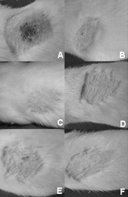 rat treated with Azulene-S, D. rat treated with Azulene-S+polysaccharide, E. rat treated with vaseline, F. rat treated with vaseline+polysaccharide(after 7 days). 3-2.