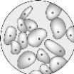 기관 기관계 - B A - 조직계 기관 조직 조직 세포