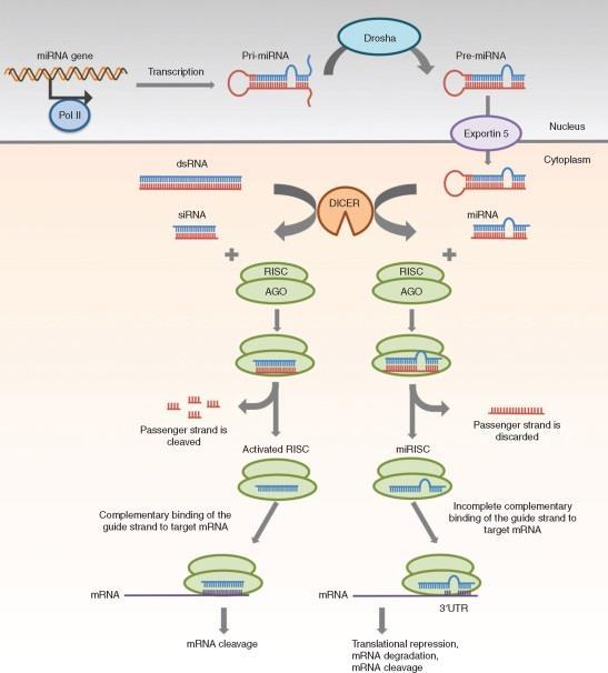 RNA interference RNA interference(rnai) microrna 와 small interfering RNA 와같은두가지의작은 RNA 가 mrna 의단백질발현을억제 ( 유전자발현을조절 ) Limitaion: 1) 세포내에도입된 sirna 의면역반응유발 2) 비표적유전자를억제하는의도하지않았던부작용 (off-target effect)