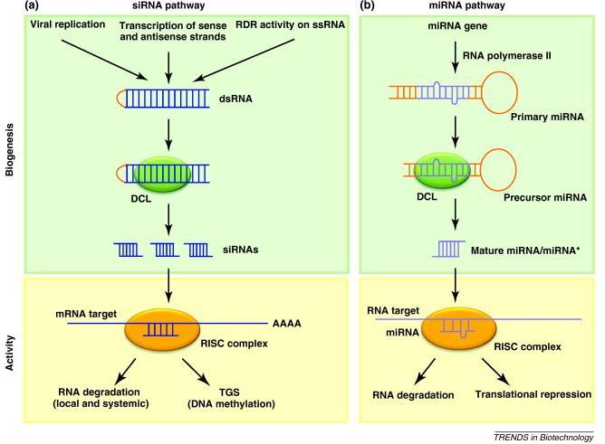 RNA interference sirna 와 mirna 전달경로 [ 그림 17] sirna vs.