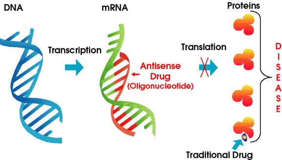 RNA 치료제 Antisense strand or RNA Sense strand: 기준이되는 DNA 나 RNA 의염기서열가닥을지칭하는말 Antisense strand or RNA: 기준이되는 DNA 나 RNA 에대해상보적인염기서열을갖게되는염기서열가닥을지칭함 Antisense