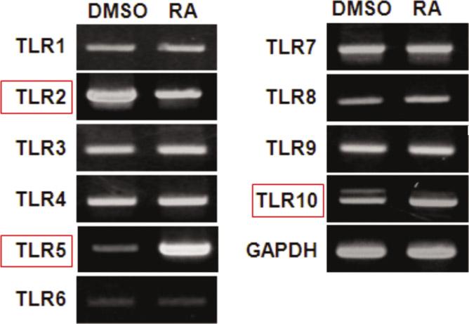All-trans retinoic acid 가면역세포의 Toll-like receptor 5 발현에미치는영향 유사하게생쥐 TLR-5 의발현을유도하였다.(Fig. 3. A) 이결과는사람 THP-1 세포와생쥐 RAW264.7 세포에 atra 처리시동일한전사조절이이루어지고있음을의미한다.