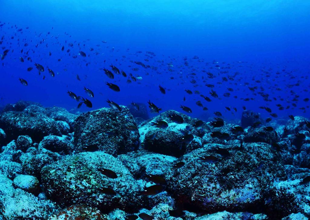 왕돌초의수중을가득메운자리돔들 울진구산항어초와왕돌초다이빙 문희수잠수교실의 30