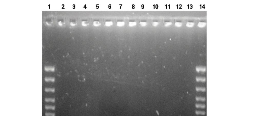 315. Results of multiplex PCR for class A carbapenemase producing strains.