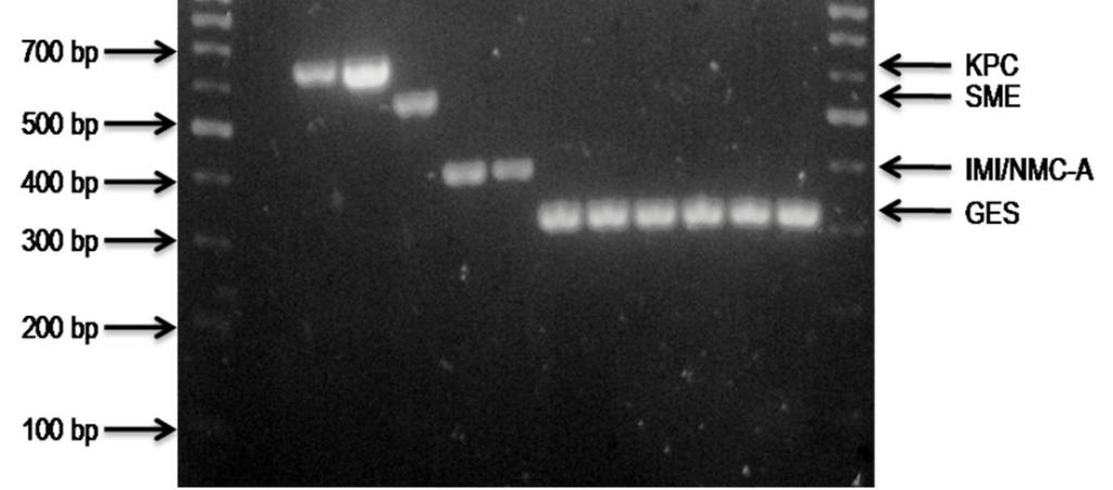Lanes 1 and 14 show 100 bp DNA ladder; lane 2, PCR product of negative control (distilled water); lanes 3 and 4, KPC type