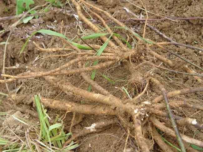 줄기는녹자색을띠며초장 은 센티미터정도이며가지가 많은약초로주로겉껍질을벗긴뿌리를약용
