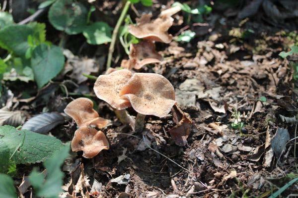 지상생은말불버섯 (Lycoperdon perlatum) 과톱니겨우살이버섯 (Coltricia cinnamomea) 등이많이발생되었으며, 수목과공생하는외생균근성버섯은자주졸각버섯 (Laccaria