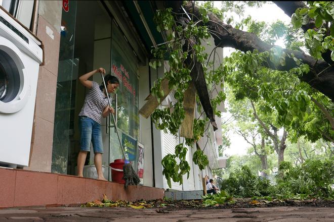 분경부터하노이시광역에서강풍과호우로쓰러진나무피해가다수발생했다.