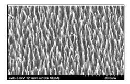 kr) < 그림 1-4> 은 Saito 그룹에서마이크로파플라즈마방법으로 Fe-Co-Ni 합금기판위에 600 에서합성한탄소나노튜브의 SEM 사진을보여주고있다.