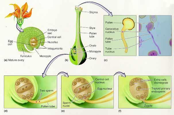 난세포 주공 (a) 성숙자방 주공 배냥극핵핵 외피 2 N ( 포자체세대 ) 영양생장 (Vegetative growth) : 기본영양생장입수 개화 (Flowering) 환경자극 (Environmental stimulation) (Sporophyte