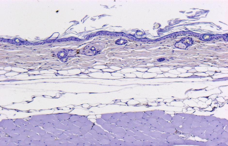 Effect of Black Sesame Oil on Hair Growth in C57BL/6 Mice 행함에 따라 피부색이 분홍색에서 검정색으로 변해 갔다. 이는 모발 주기가 telogen기에서 anagen기로 바뀜을 뜻한다.