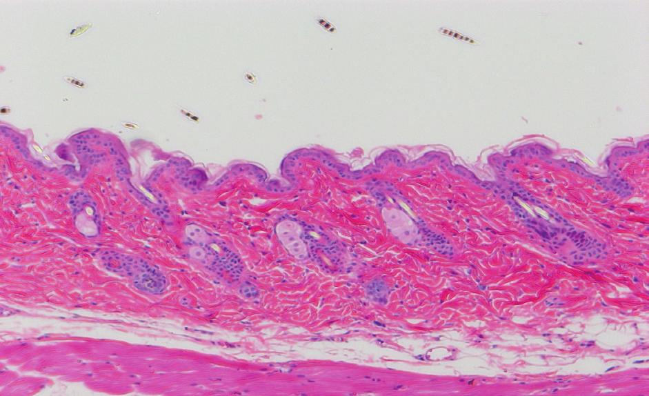 3a 2b 3b 2c 3c Fig. 2. Histological observation on hair follicles in an
