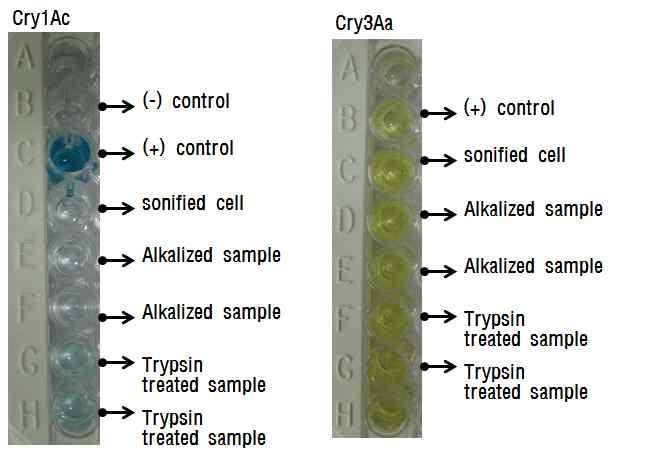 이는 ELISA kit에사용된각 Cry 단백질의항체의항원지점이 Cry1Ac의경우 toxin domain이 active 되어야노출되는것으로사료되며, 반면 Cry3Aa의경우세포용균이후 crude 상태에서도항원이노출되는분자적구조를가지는것으로예상된다.