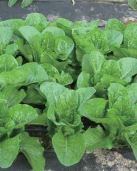 국화과잎이용 청로메인상추 채소용, 쌈, 겉절이, 샐러드 ( 초장 : 3~4cm, 초폭 : 2~25cm) 2 명 : Lactuca sativa 영문명 : Romane lettuce green 유효성분 : 비타민