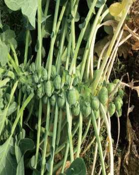 배추과잎줄기이용 방울양배추 채소용, 샐러드, 쌈, 볶음 ( 초장 : 3~5cm, 초폭 : 25~3cm) 2 명 : Brassica oleracea var.
