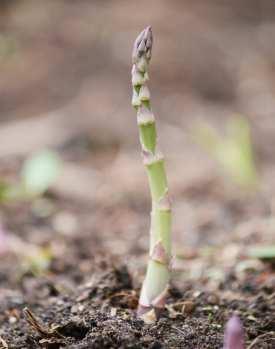 백합과잎줄기이용 아스파라거스 채소용, 샐러드, 볶음, 구이 ( 초장 : 7~cm, 초폭 : 3~4cm) 2 명 : Asparagus officinalis 영문명 : Asparagus 원산지 : 아프리카 유효성분 :