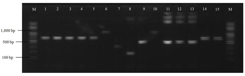 ㆍ ㆍ [Fig. 4] DNA amplication of tet genes in tetracycline resistant isolates from cultured fish in Jeju. Lane 1, 2, 3, 4 and 5, tet(s) in Streptococcus parauberis; Lane 6, tet(m) in S.