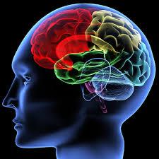 Brain and Intelligence Brain Intelligence Neuropsychology Intelligence Brain Neuroplasticity Neuromodulation