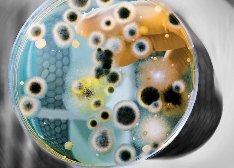 이런다양한연구에널리활용되는미생물은대장균 (Escherichia coli) 입니다. 대장균이가지고있는플라스미드 (plasmid) 라는원형 DNA를이용한유전자재조합기술로다양한유전학실험과유용물질생산이이루어지고있습니다.