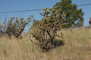 그림 4a. 뉴멕시코주의선인장 그림 4b. 뉴멕시코주의선인장 2 시아나무는첫번째방법을이용 하여수분을일년내내공급받을 수있도록땅속에깊게뿌리를퍼 뜨렸다.
