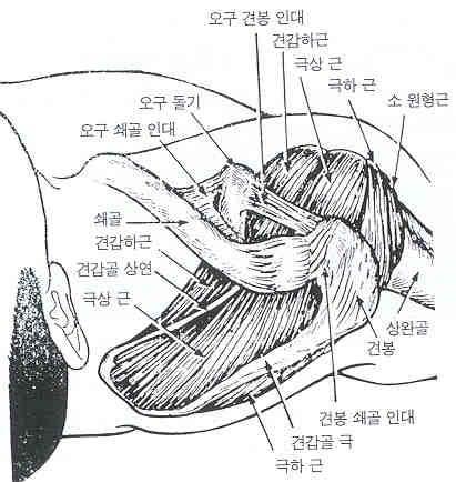 (biceps tendon), 회전근개 (rotator cuff) 가충돌시에어깨통증이유발된다. 이들구성물중하나또는모두에염증이있을때충돌증후군이생길수있다. 충돌증후군이있는경우, 회전근개파열이초래될수있음에유의하여야한다. 2.