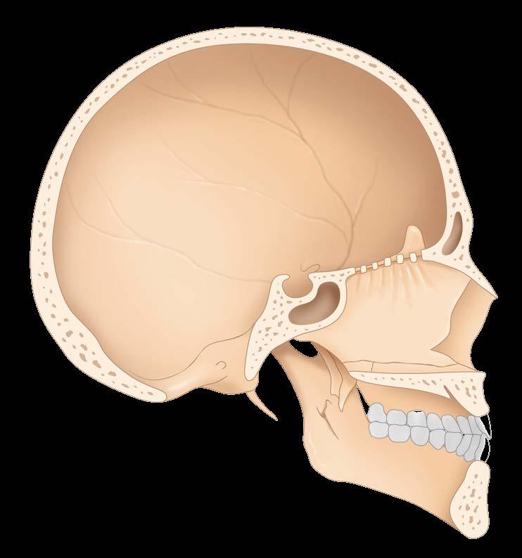 Regions of head & face 뇌머리뼈
