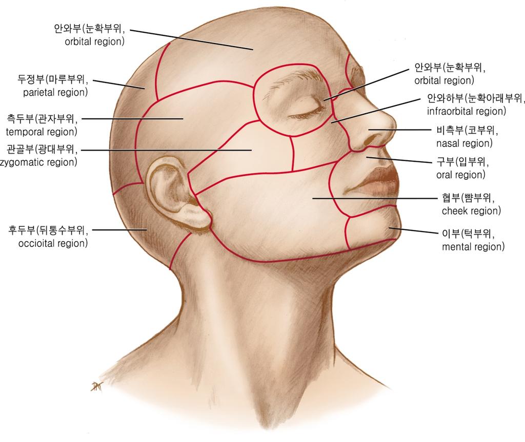 Head 전두부 ( 이마부위, frontal region) Regions of head & face Frontal R. ( 전두부, 이마부위 ) Parietal R.