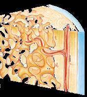 방사선불투과성 ) Spongy bone marrow