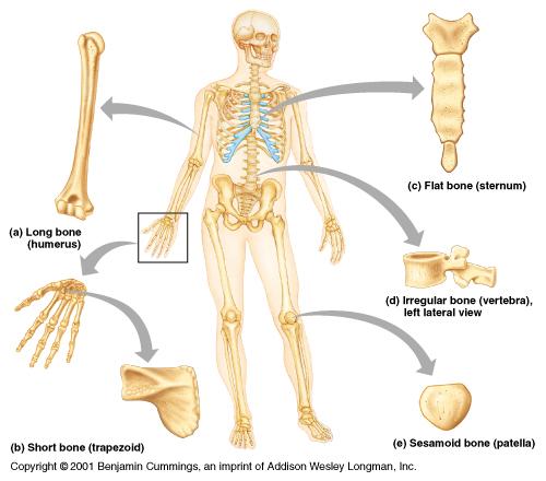 Bone Shapes ; 모양에따른분류 Long bones ( 장골 ) extremities 1 shafts & 2 ends Short bones ( 단골 ) cube-shaped, wrist & ankle Flat bones ( 편평골 ) skull, sternum, scapula, ribs