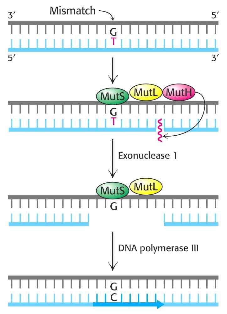 3. 유전자의복구 (DNA Repair) 1) Mismatch repair (E.