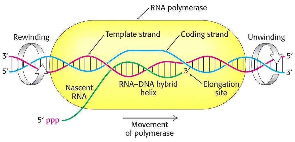 3) RNA synthesis is initiated at promoter -35-10 +1 5' - TTGACA TATAAT start site - 3-10 region and -35 region : conserved sequence CRP (camp 수용체단백질 ) 전사활성화단백질 4) Mechanism of RNA biosynthesis Operon