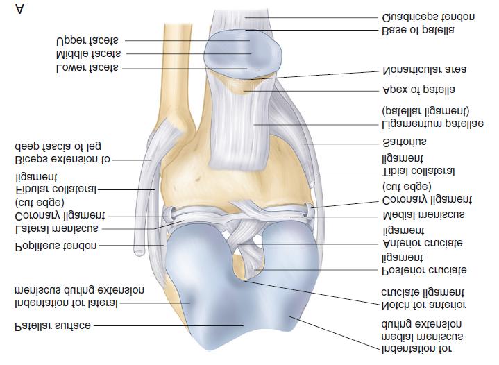 Bedside to Evidence, Evidence to Bedside 흔한 관절질환 치료 Knee Joint 김웅모 전남대학교 의과대학 마취통증의학교실 Functional anatomy of the knee The KorEan Society of