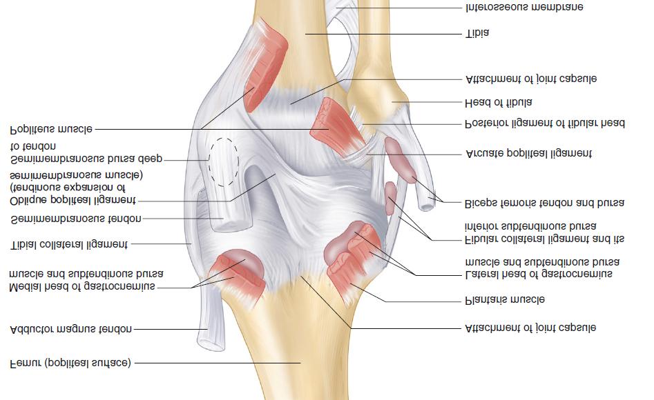 the knee. The knee is not just a simple hinge joint that flexes and extends.