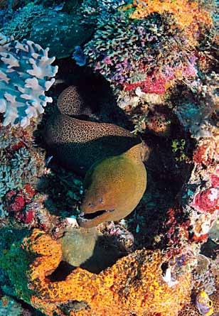 코모도국립공원의북쪽지역 Makassar Reef & Manta Alley에서의블랙만타레이, 화이트만타레이, 잭피쉬무리, 퓨질러무리, 이글레이, 나폴레온피쉬, 범프헤드패롯피쉬, 스윗트립스, 블릭팁샤크, 화이트팁샤크, 너스샤크, 돌고래, 기타멋진거대생물들을구경할수있다. 각종아름다운연산호와레이디버그와같은작은생물들도볼수있다.