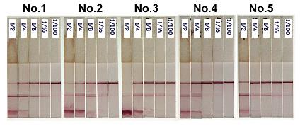 sample pad sample conjugate pad. Fig. 35. Comparison of strips resulting from immunized meat juices differing in dilution factors for application.