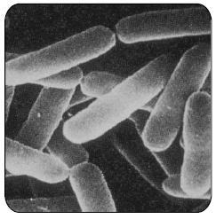 2-4-1. 세균 (Bacteria) 038 1. Bacillus 속 Gram 양성간균, 호기성또는통성혐기성, 내열성의내생포자형성 대표적인식품오염균, 식품을변패시키고산과가스를생성 대표균은 B.