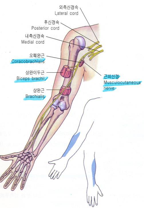 Musculocutaneous nerve 6.