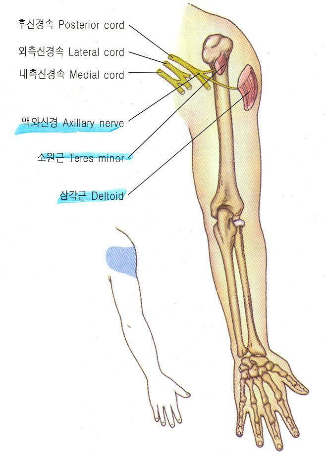 Axillary nerve 7.