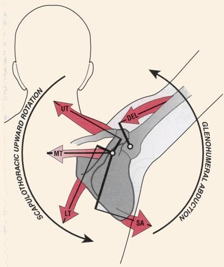 Upward rotators at the scapulothoracic joint Upward rotation of the scapula is an essential component of elevation of