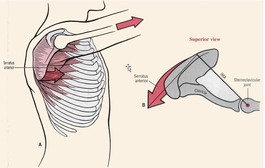 Protractors of the scapulothoracic joint The serratus
