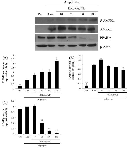비타민나무잎에탄올추출물의 AMPK 활성화를통한 3T3-L1 지방전구세포의 adipogenesis 억제효과 있었다. Park et al.