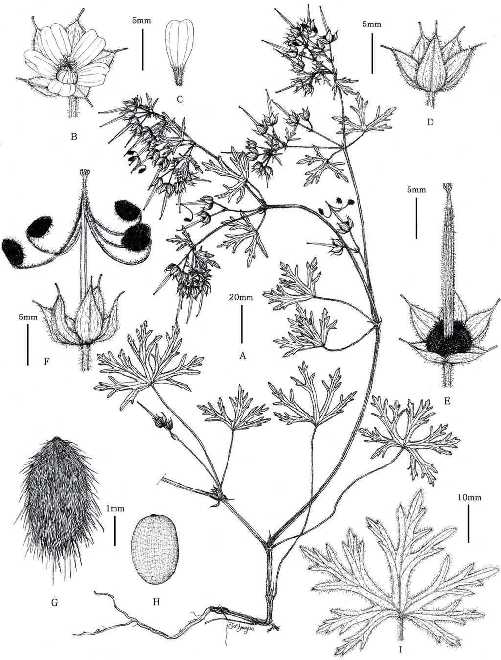 Two unrecorded alien plants: Geranium dissectum L. and Dianthus armeria L. 273 석죽과 (Caryophyllaceae Juss.) 는약 86 속 2,200 분류군이주로북반구의온대및난온대지역에분포하며 (Lu et al.