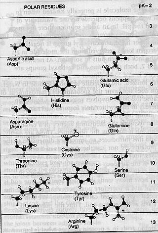 아미노산의극성은옆의도표에서와같이약산에서약염기사이의분포를하므로그극성을 50% 아미노산이해리된 ph 인 pk 로나타낸다.