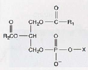 ester * 불포화지방산이많아서실온에서액체인 triacylglycerol 기름 (oil) *