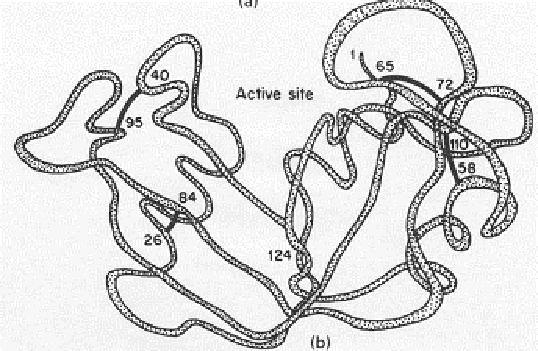 2.2. 아미노산 (amino acid) 과단백질 (protein) 단백질의기능 1.