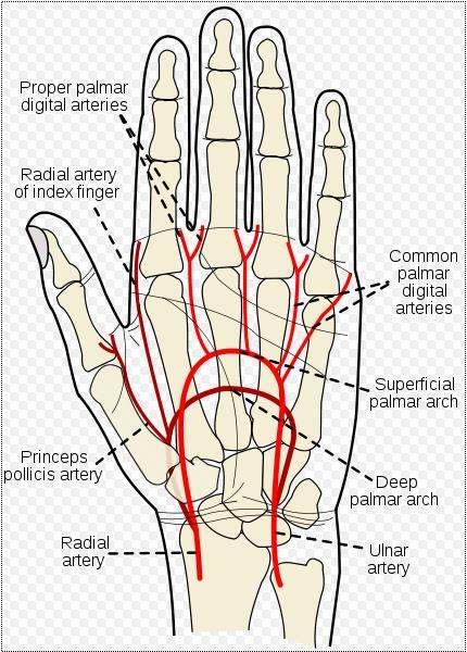 Transradial acess 1) The hand is elevated and the patient/person is asked to make a fist for about 30 seconds.