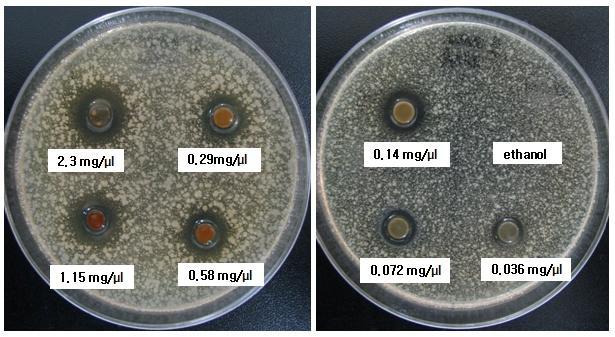 Fig1. Zone of inhibition of propolis ethanol extract against Bacillus cereus. 같은비휘발성물질때문이라고설명하였다.