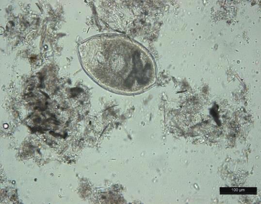 Dactylogyrus (C) and copepoda (D) isolated